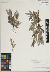 Foto von Salix lapponum L.